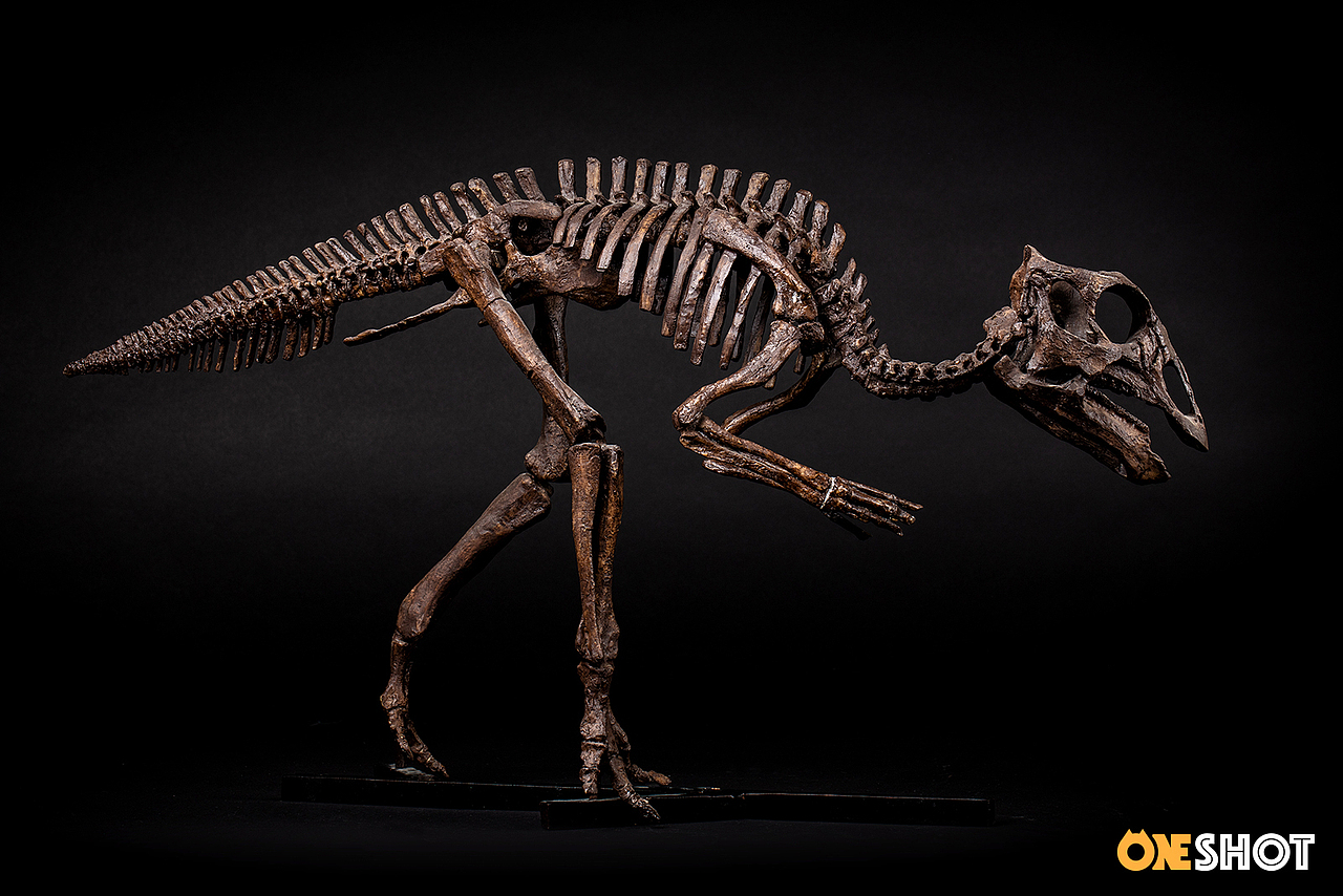 一些化石和矿石（图ZMTM4NTYyOTE2） - 产品摄影 - 站酷设计师WildKay原创素材 - 站酷ZCOOL