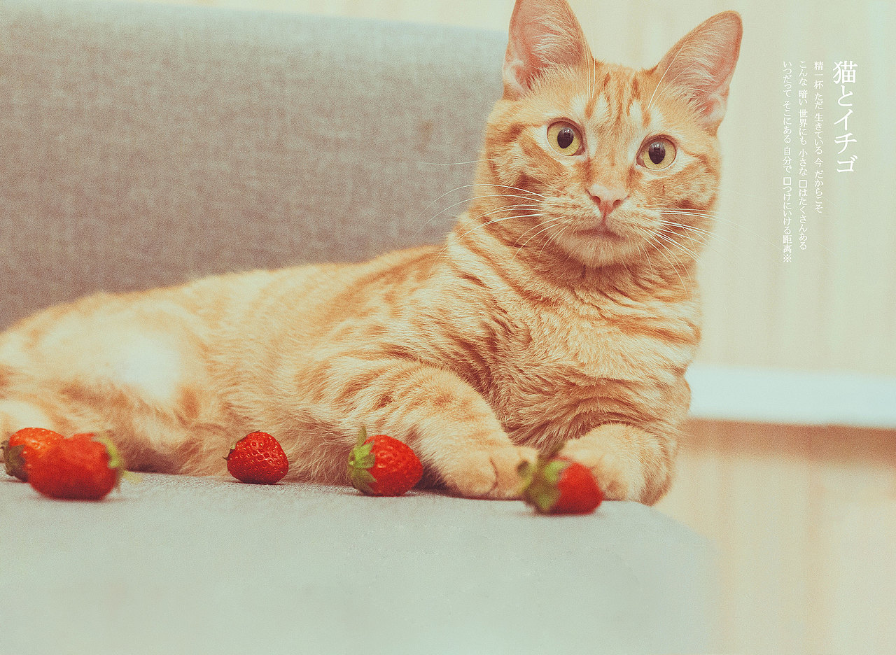 草莓与猫（图ZMTA3MzAxOTk2） - 宠物摄影 - 站酷设计师繁林林原创素材 - 站酷ZCOOL
