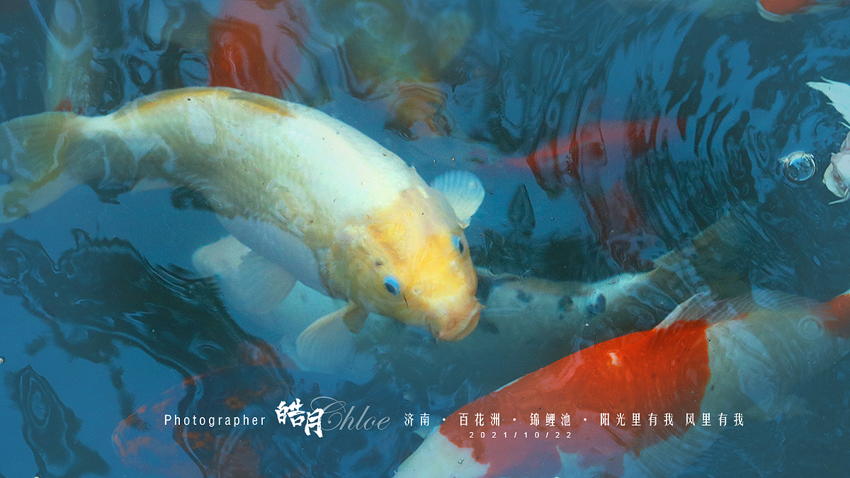 「皓月Chloe」济南·百花洲·锦鲤池·阳光里有我风里有我