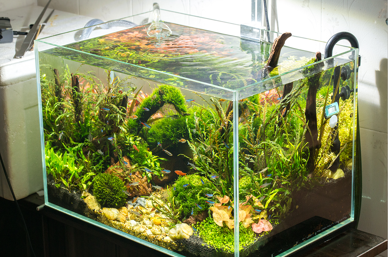 水草缸（图ZODM3MDUyODQ=） - 其他 - 站酷设计师野蛮驴友原创素材 - 站酷ZCOOL