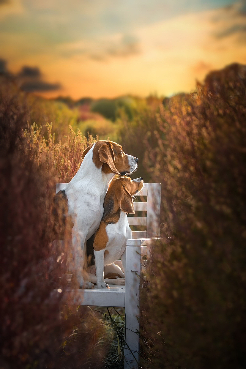 一些宠物摄影外景