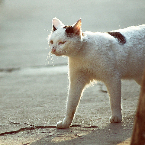 邻村阿婆那里三只猫