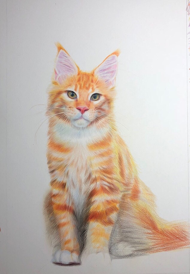 彩铅画《缅因猫》（图ZMTc4Nzg0NjU2） - 绘画 - 站酷设计师郭秀富原创素材 - 站酷ZCOOL