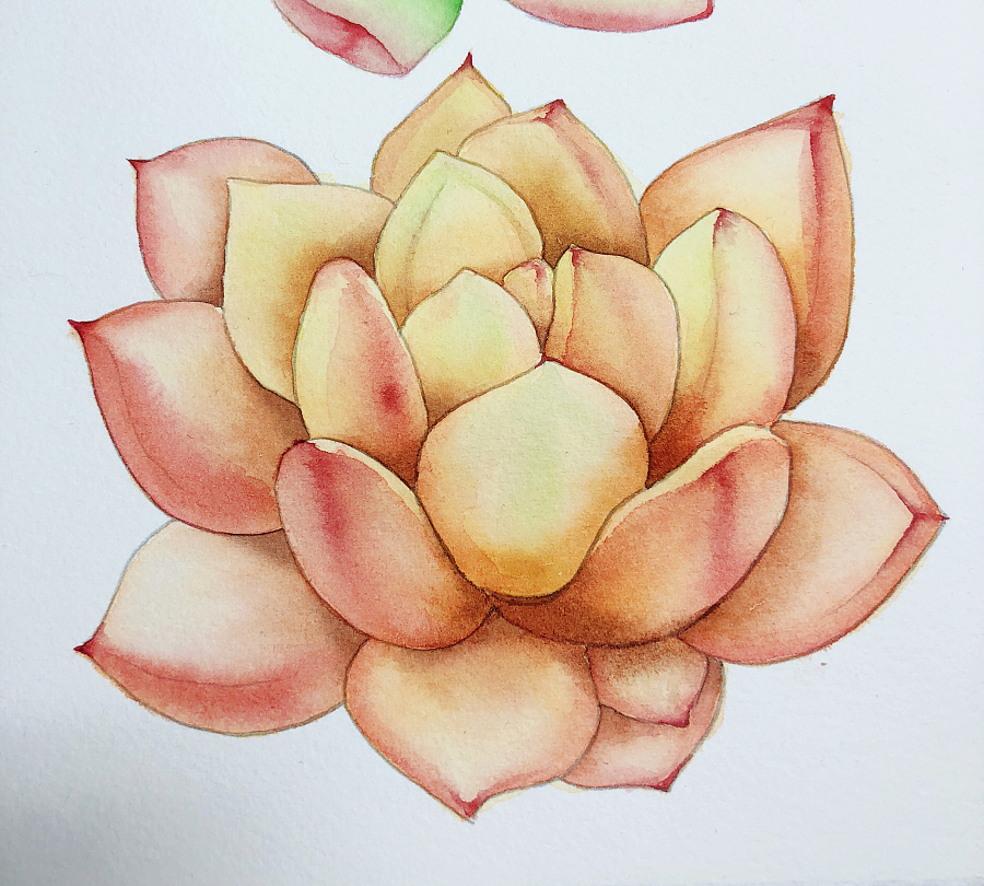 原创作品:水彩多肉二