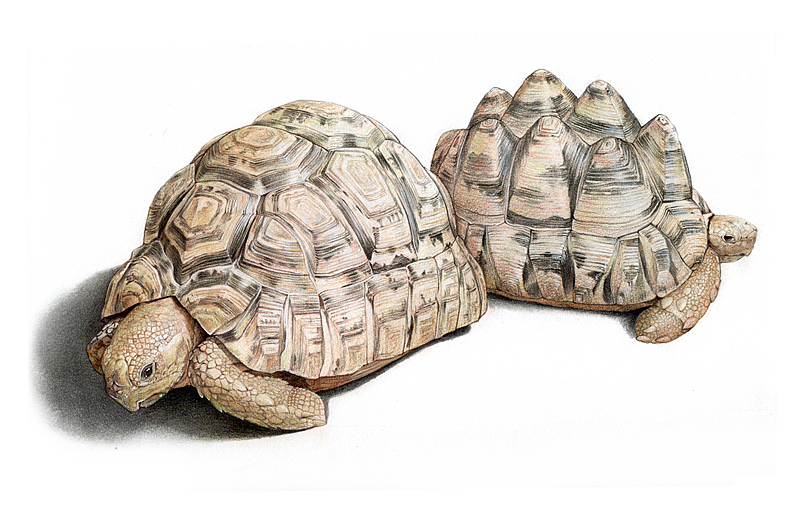 纸上彩铅--爬行动物(综合技法试水)