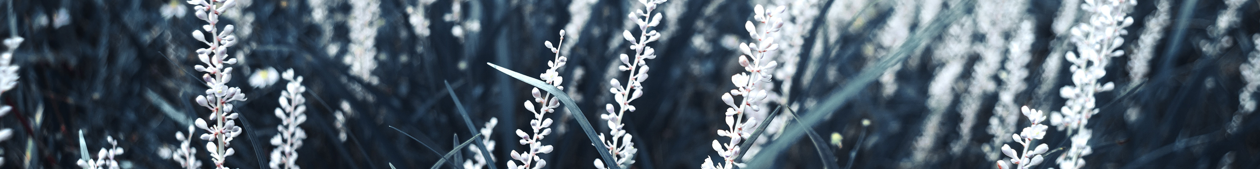 待到山花烂漫时Cc的个人主页（封面预览） - 主页封面设置 - 站酷设计师待到山花烂漫时Cc原创素材 - 站酷ZCOOL