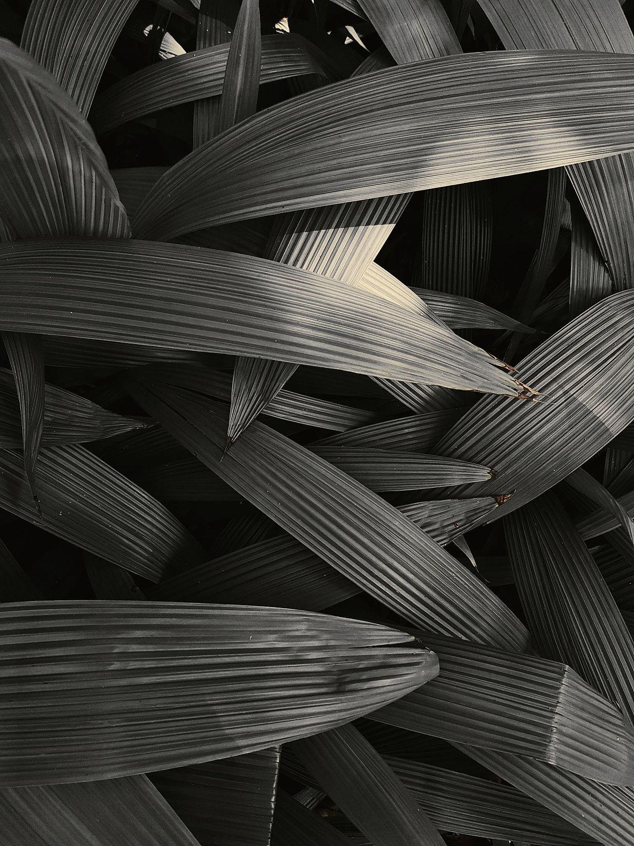 摄影欣赏-植物的细节