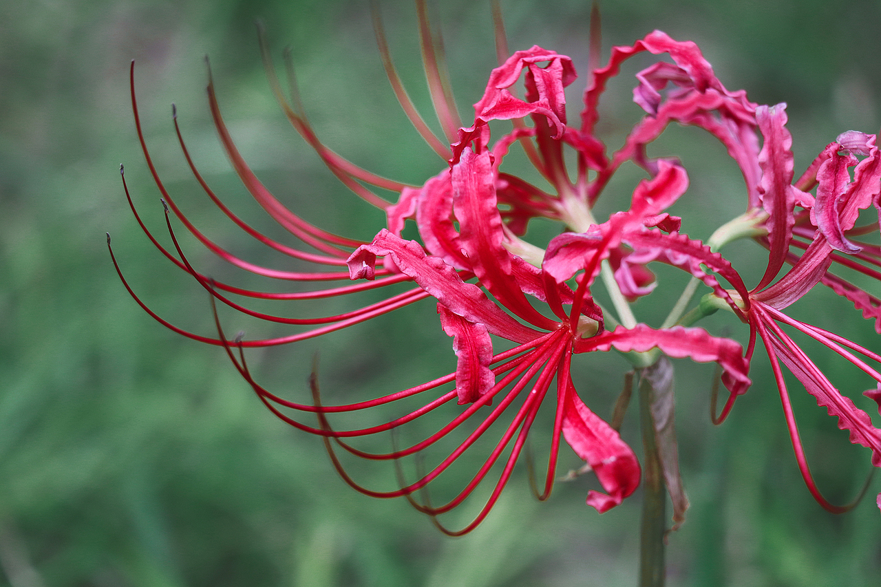 彼岸花·曼珠沙华（图ZMTg0MTY4OTQ0） - 风光摄影 - 站酷设计师公子雪原创素材 - 站酷ZCOOL