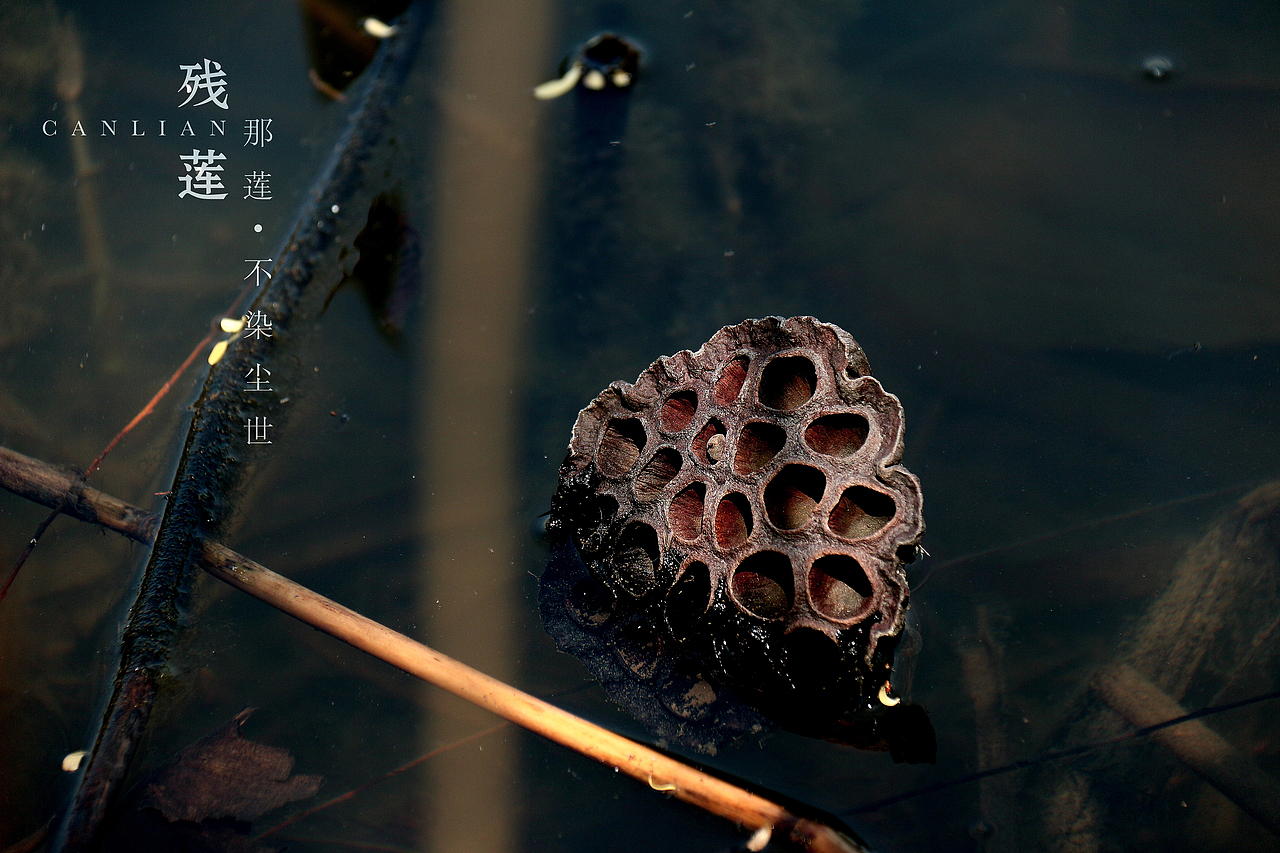 残莲-那莲（图ZNzU2NDAxMTI=） - 产品摄影 - 站酷设计师马鹏原创素材 - 站酷ZCOOL