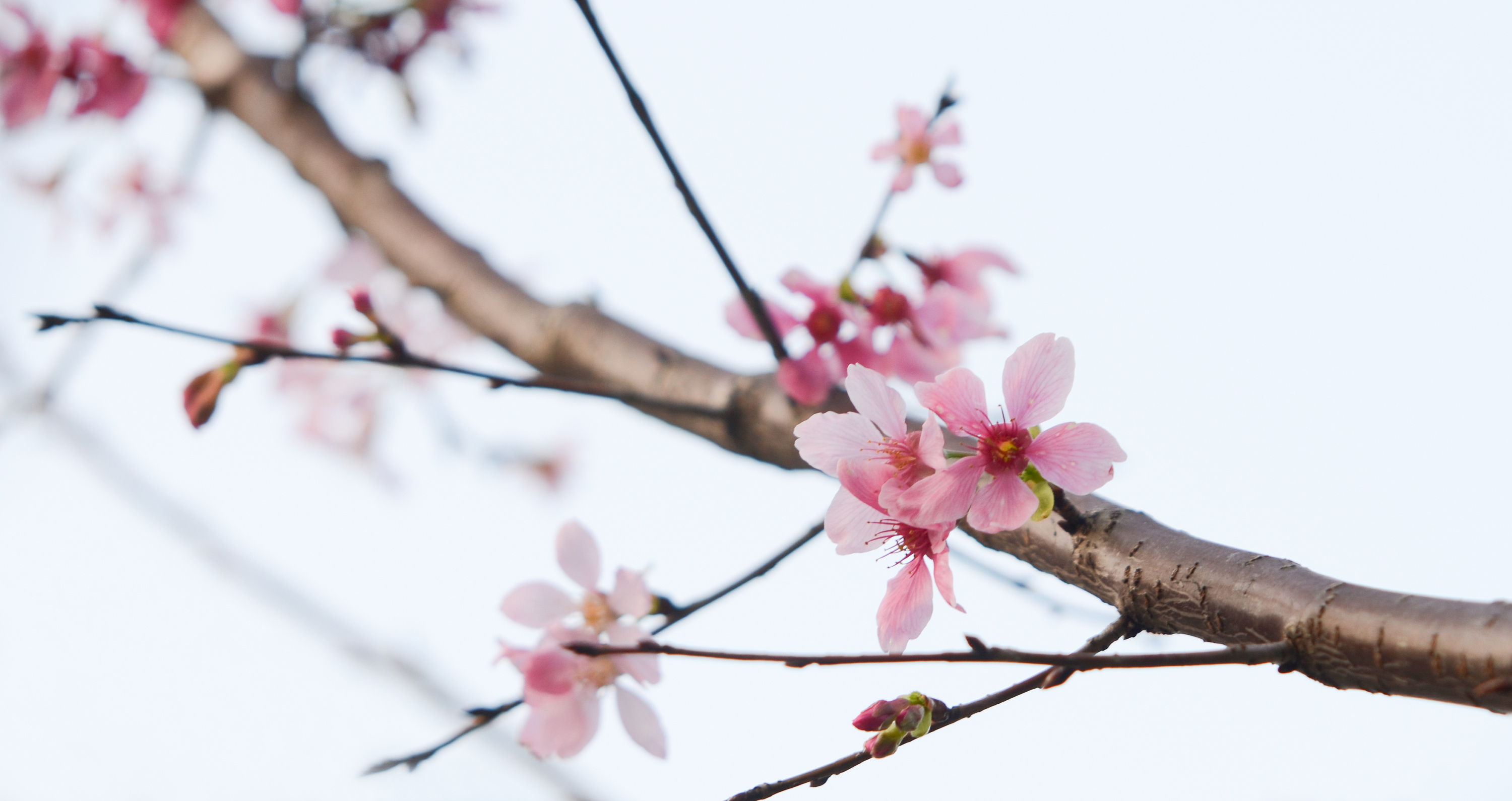 忆江南，最美杭州四月天，紫藤花再次惊艳了这个春天