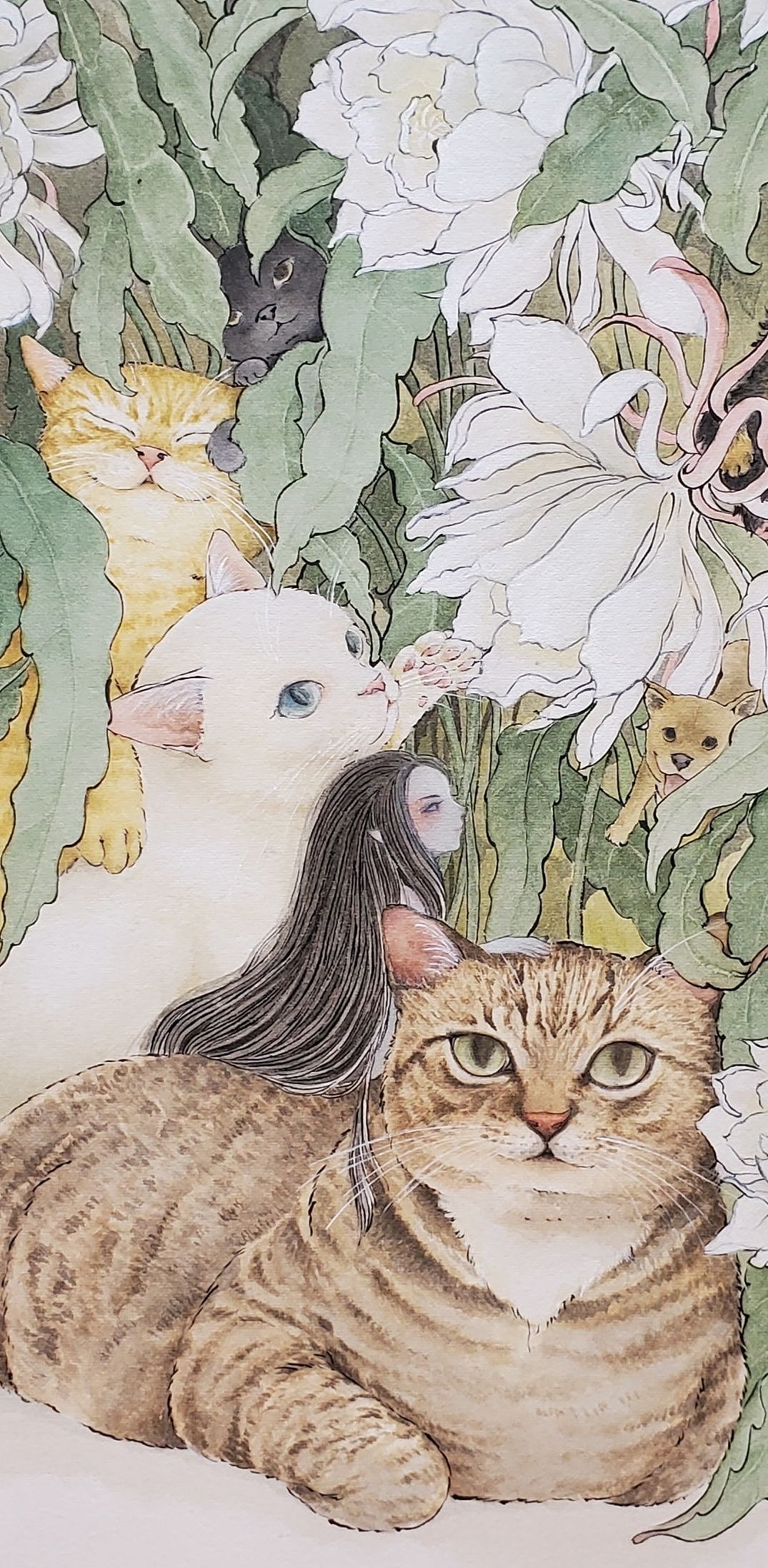 猫幺二的世界|昙花梦境地