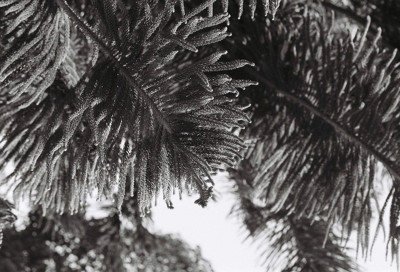 黑白与彩色胶片