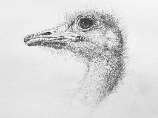 中央美院毕业裴俊飞老师妈妈拉艺术学院速写动物鸵鸟
