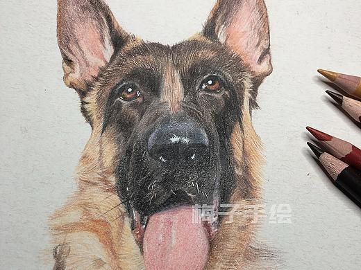 彩铅狗