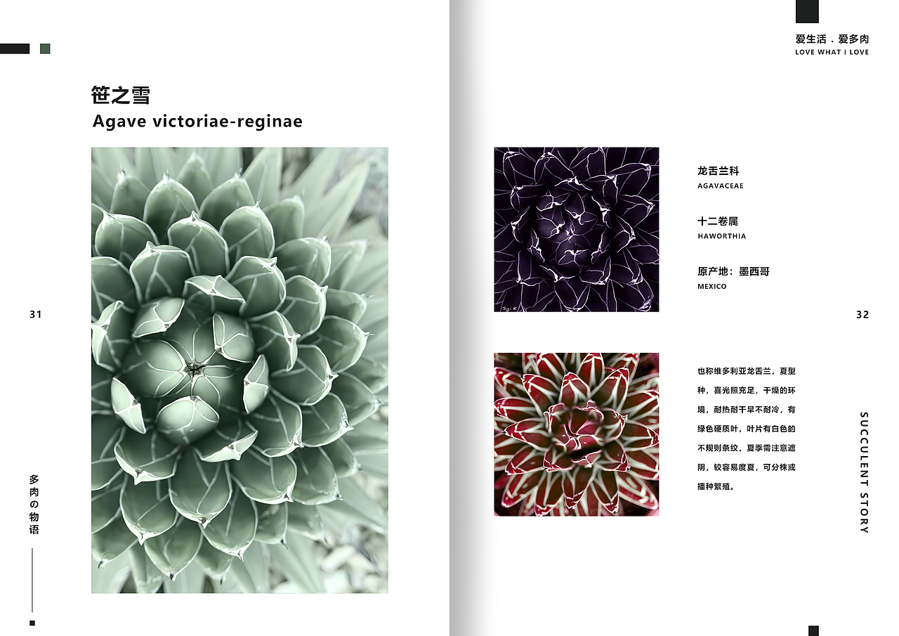 一套多肉植物画册（图ZMTgxMzI3MDk2） - 书籍/画册 - 站酷设计师湛麓原创素材 - 站酷ZCOOL