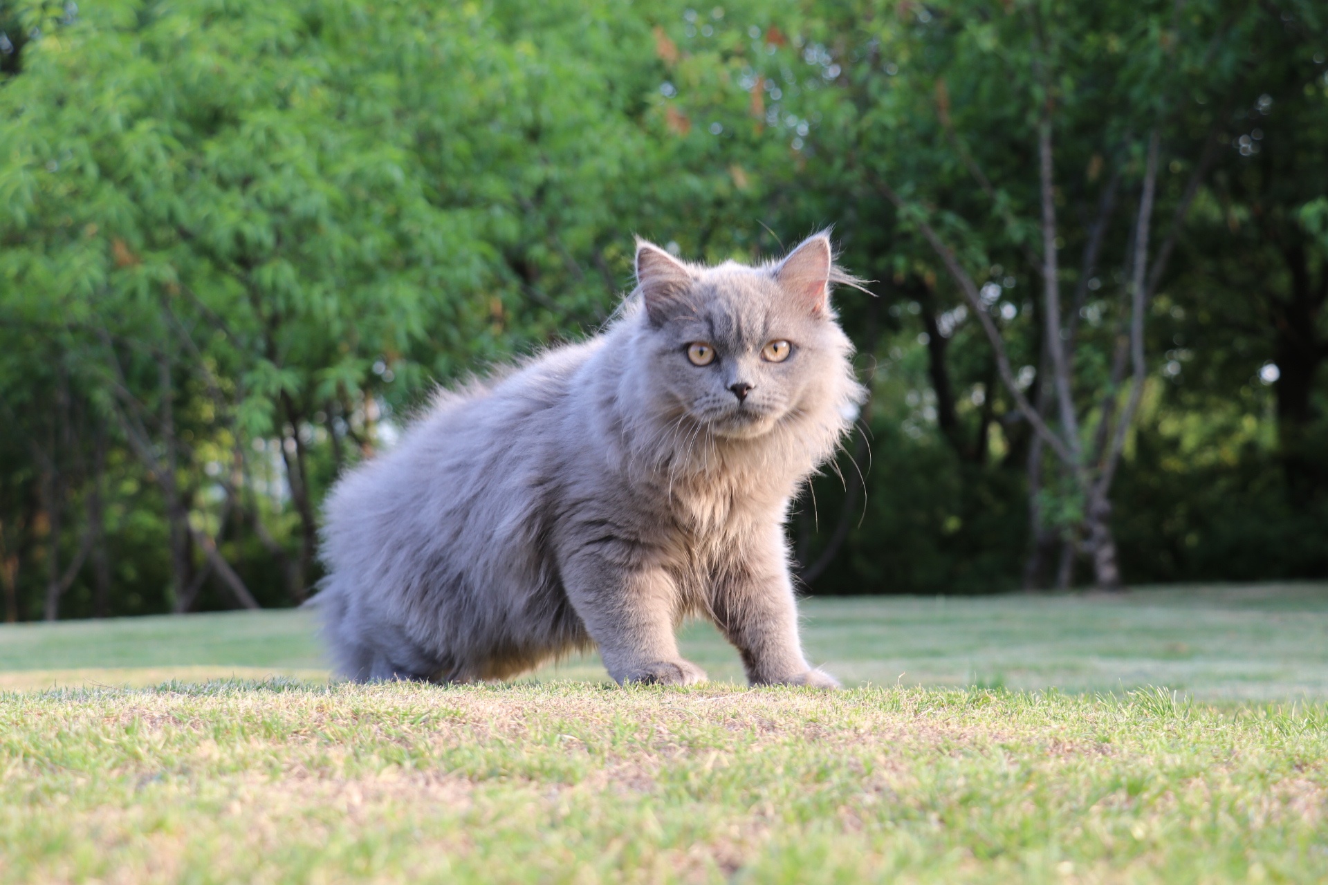 长毛蓝猫是什么品种图片