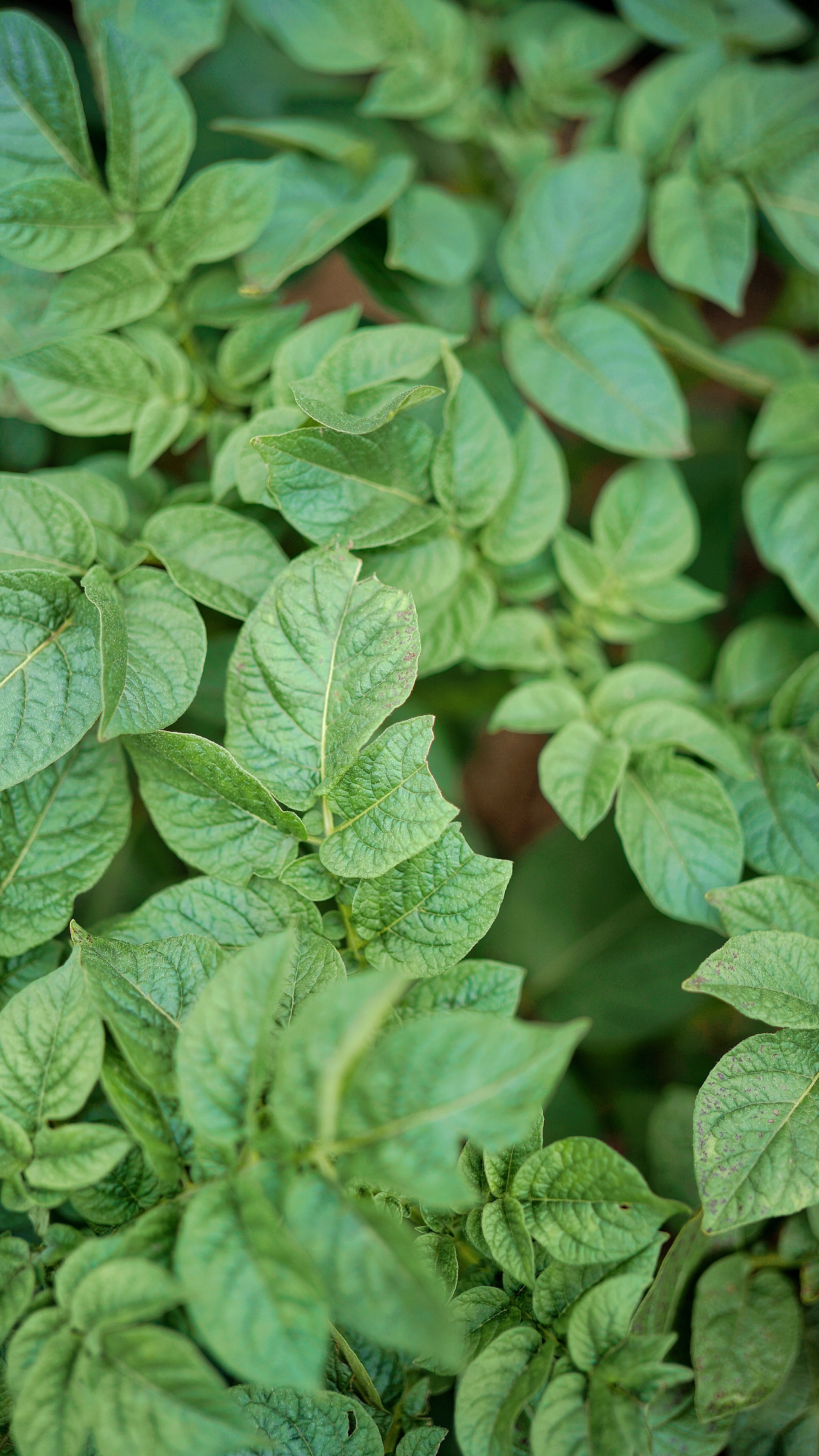 春风里 ~随处都是生机