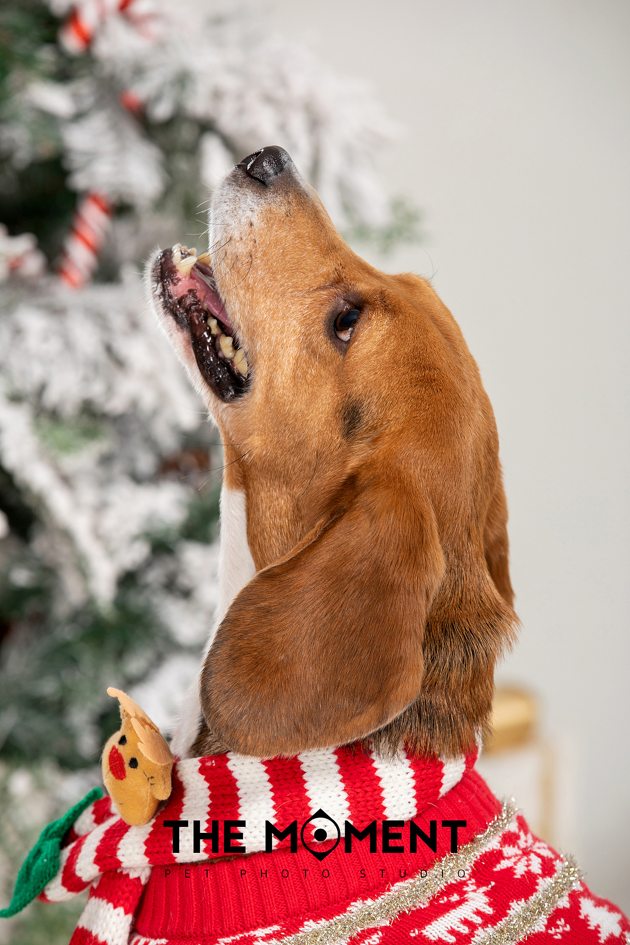 宠物摄影 圣诞