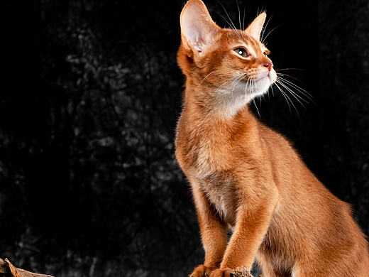 阿比西尼亚猫