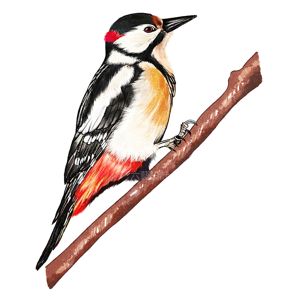 中国林科院城市森林鸟类手绘插画水彩厚涂素描科普配图