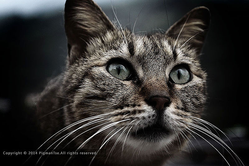 猫の疑惑（图ZMTUzOTgxODQ=） - 宠物摄影 - 站酷设计师pigmantse原创素材 - 站酷ZCOOL