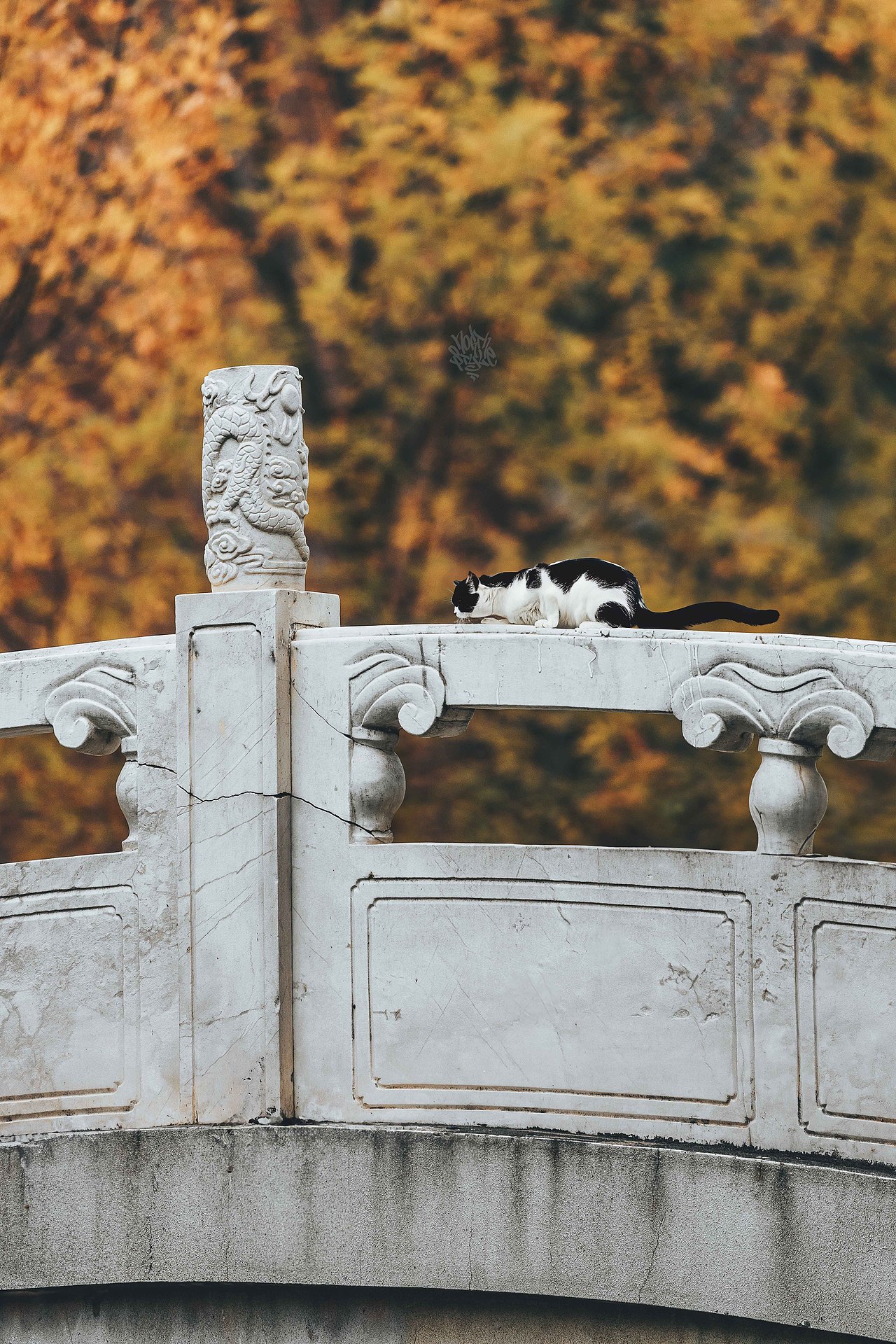 比秋色更美的是 当秋色遇上喵咪（图ZMzU1NzQ5OTA4） - 人文/纪实摄影 - 站酷设计师北武原创素材 - 站酷ZCOOL