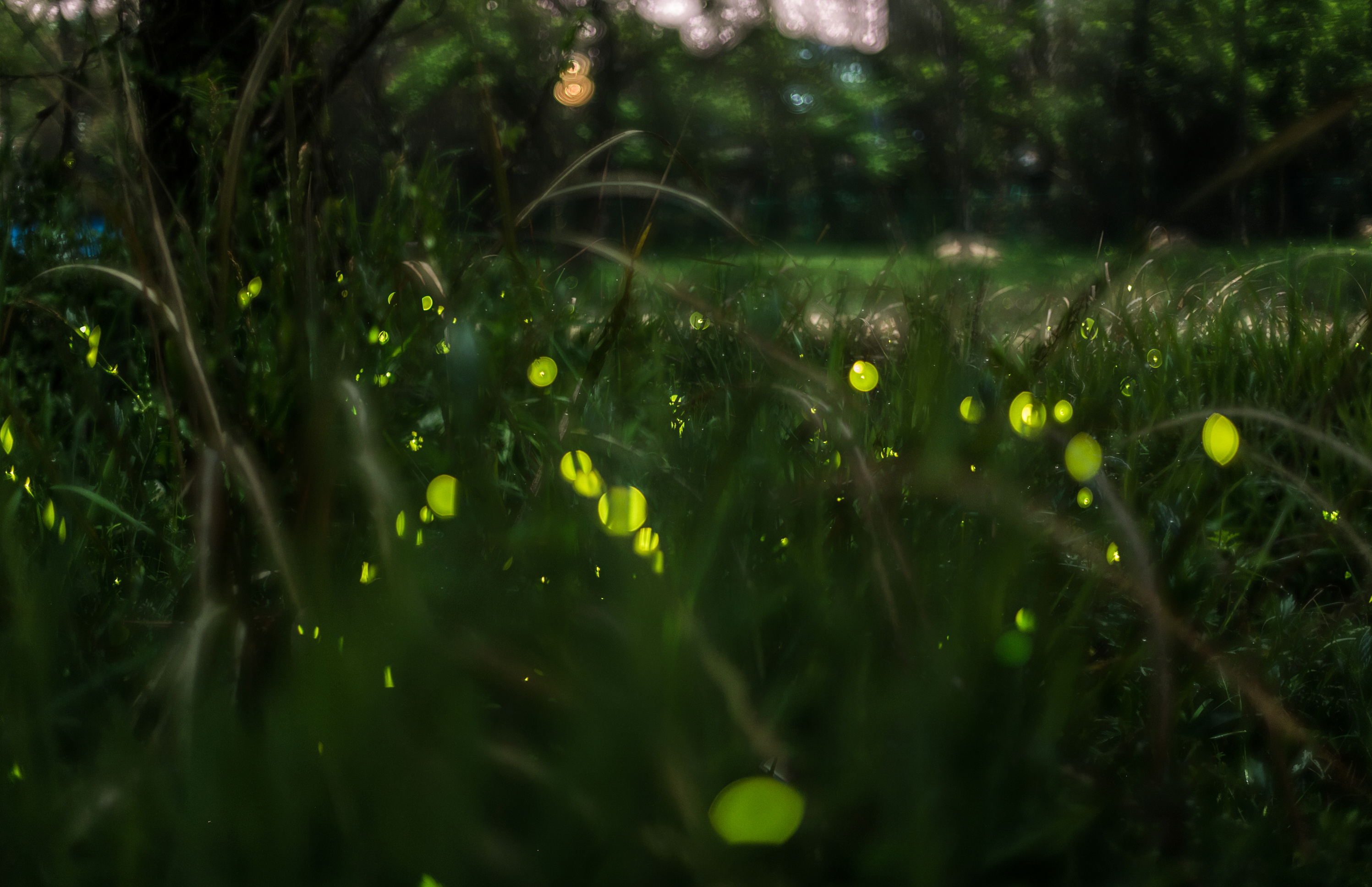 同步发光萤火虫照亮了大烟山国家公园中的森林 (© Floris van Breugel/Minden Pictures)