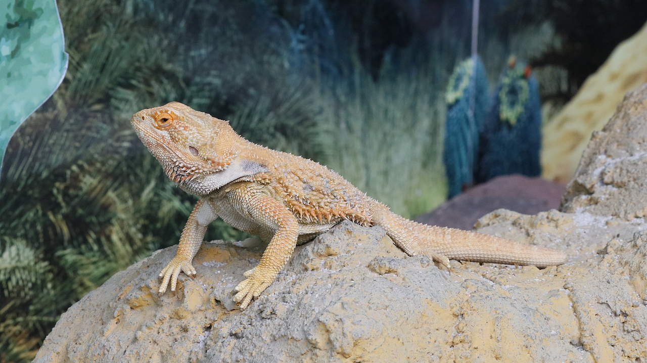 长隆飞鸟乐园-动物趣闻（图ZMjQ5NTU5NzI4） - 其他摄影 - 站酷设计师飞天猪猫原创素材 - 站酷ZCOOL