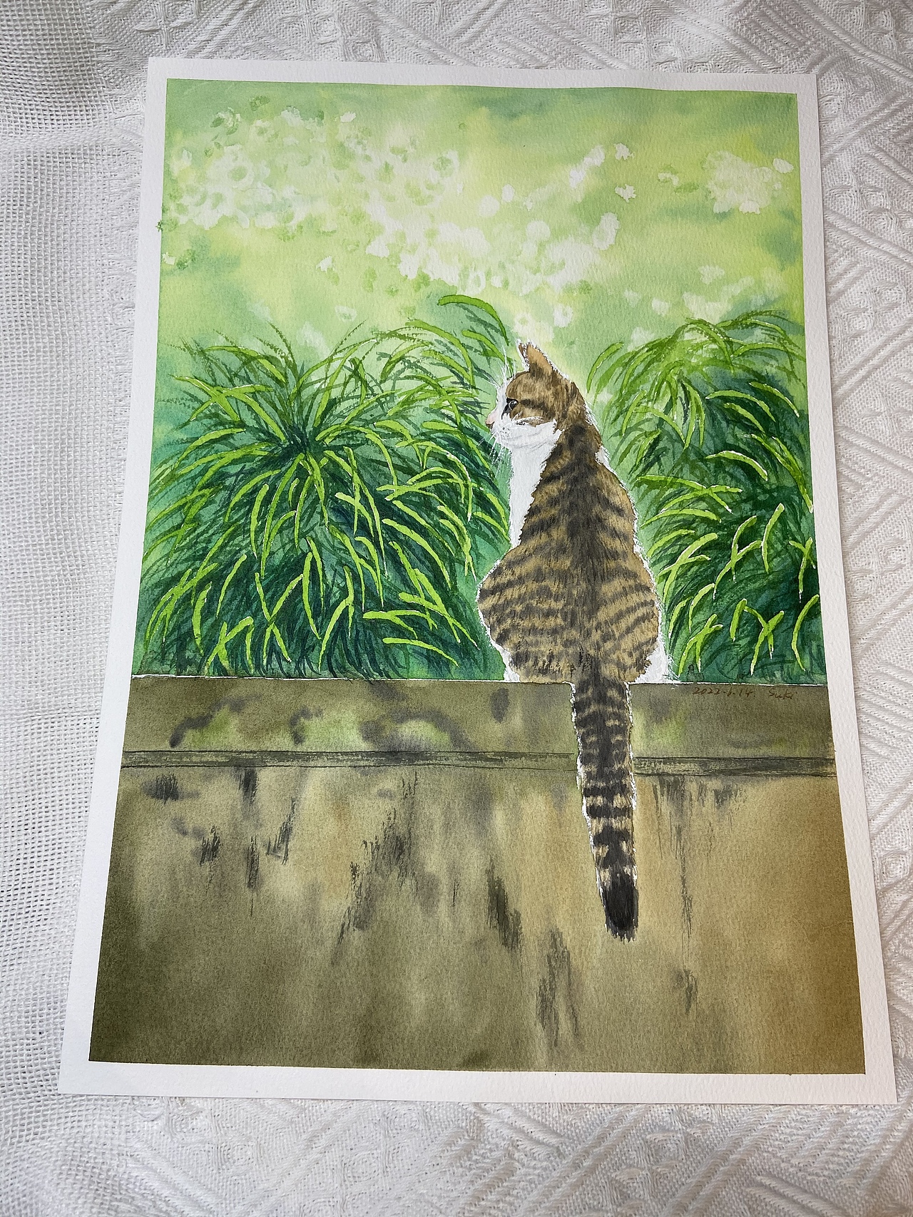 水彩手绘-猫咪