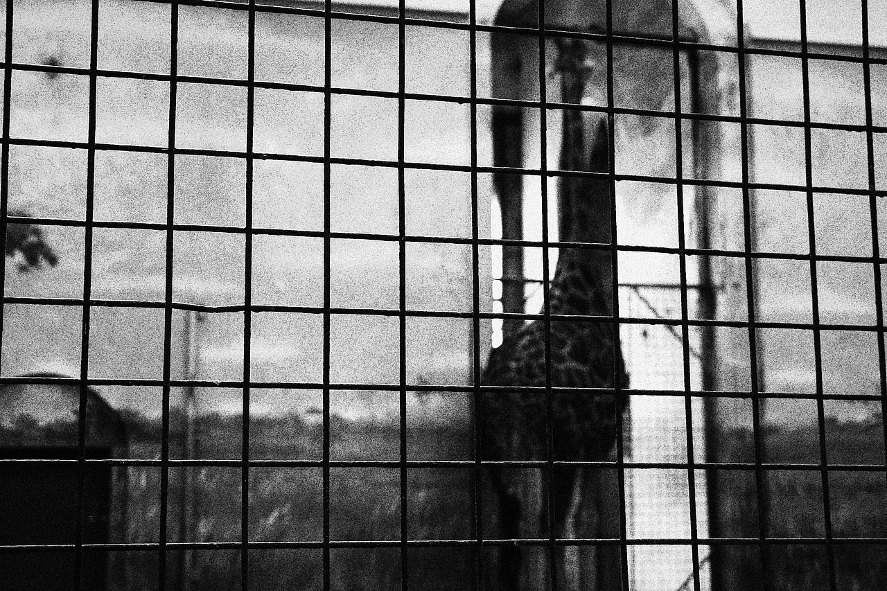 《北京动物园》略伤感（图ZMTA1MzM2NDc2） - 宠物摄影 - 站酷设计师不是扶桑原创素材 - 站酷ZCOOL