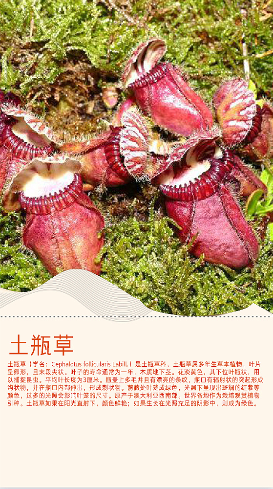 食肉植物画册