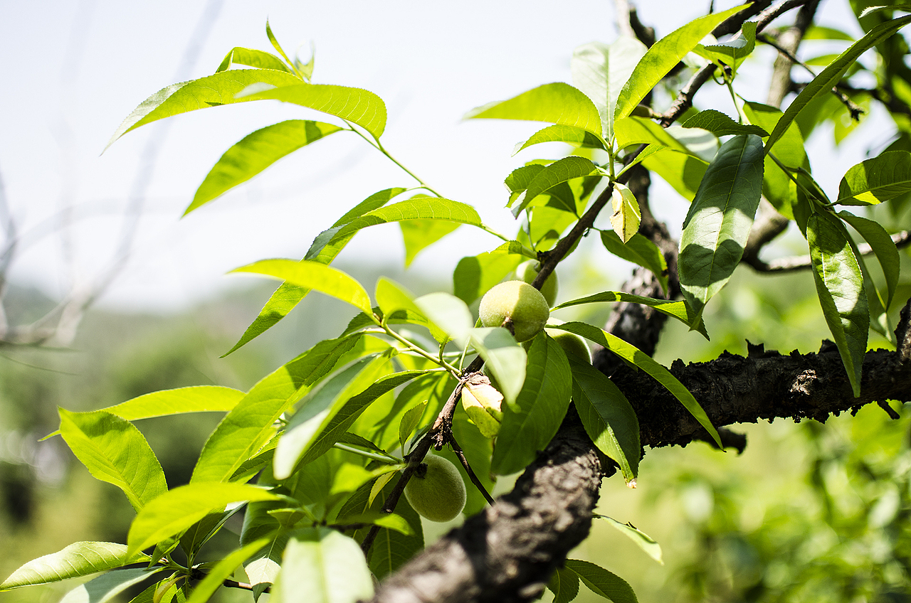 今年春天留念几张
