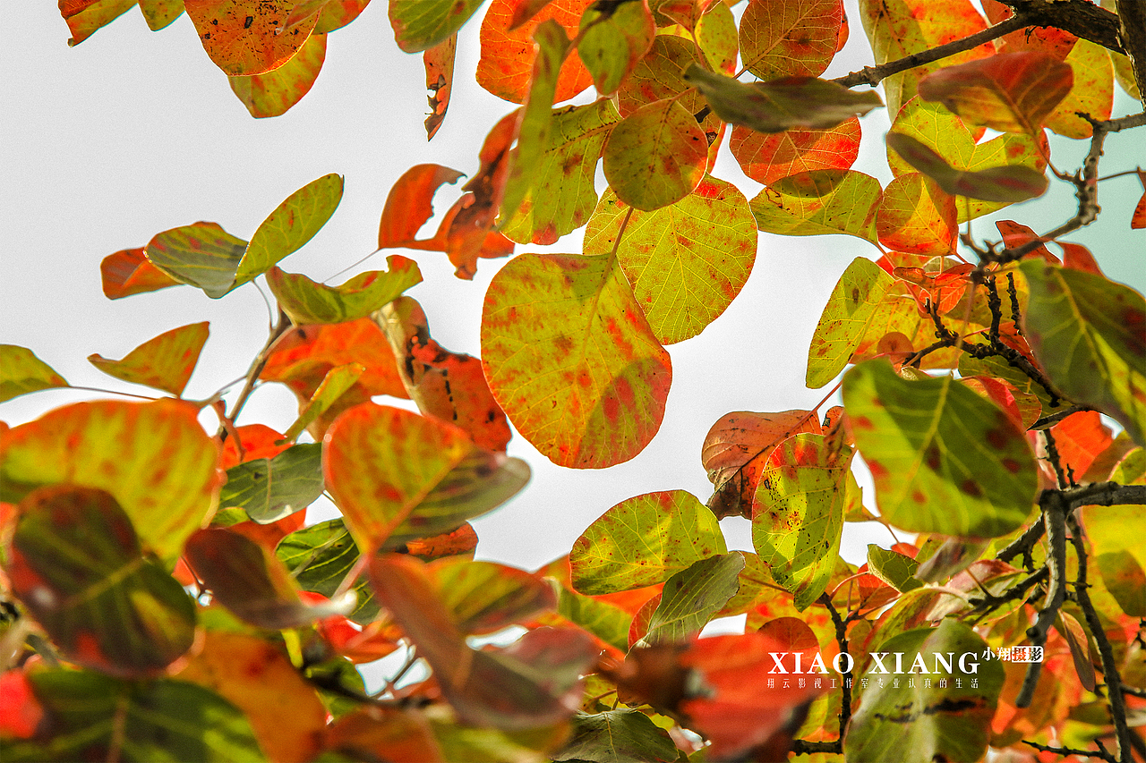 蔡节红叶（图ZOTM5OTM4NDA=） - 风光摄影 - 站酷设计师lixiangpeng1122原创素材 - 站酷ZCOOL