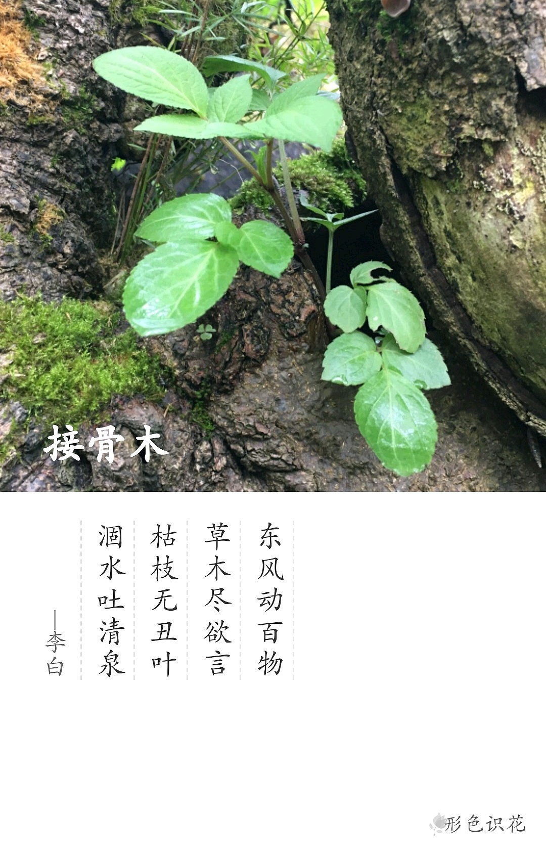 绿植花型一览（图ZMTM2MDM5MDE2） - 产品摄影 - 站酷设计师左I可原创素材 - 站酷ZCOOL
