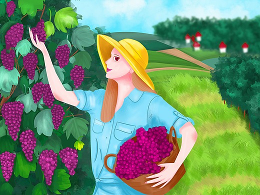 手绘摘葡萄的女孩