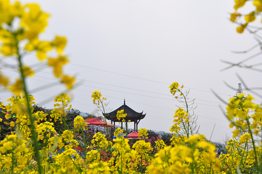 成都-龙泉-桃花山（图ZMTQ3Nzc4ODA=） - 风光摄影 - 站酷设计师爱摄影的少年斌帅原创素材 - 站酷ZCOOL