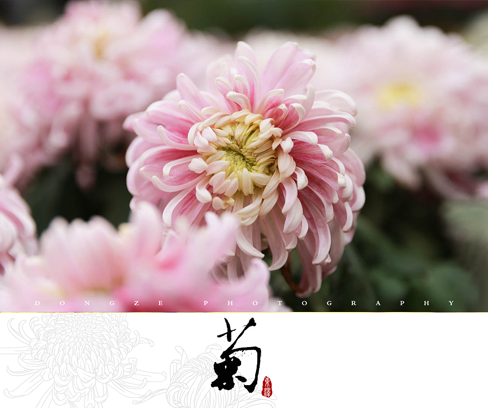 【東泽视觉】福建省第五届菊花展以及莆田市第七届盆景展