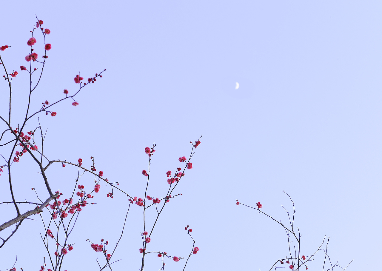 一组梅花拍摄蓝紫色系风光静物拍摄寒梅幽蓝的天空