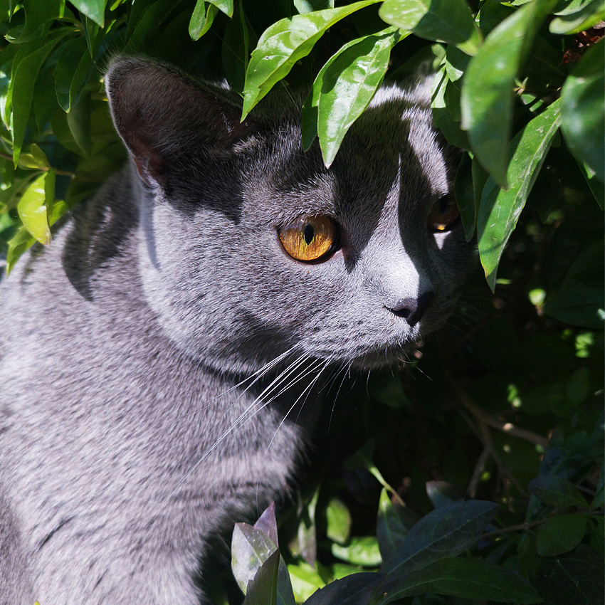 小猫咪快来玩鸭（图ZMjEzNDA2NzQw） - 人文/纪实摄影 - 站酷设计师银河落九天原创素材 - 站酷ZCOOL