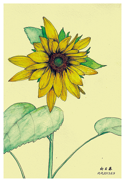 向日葵