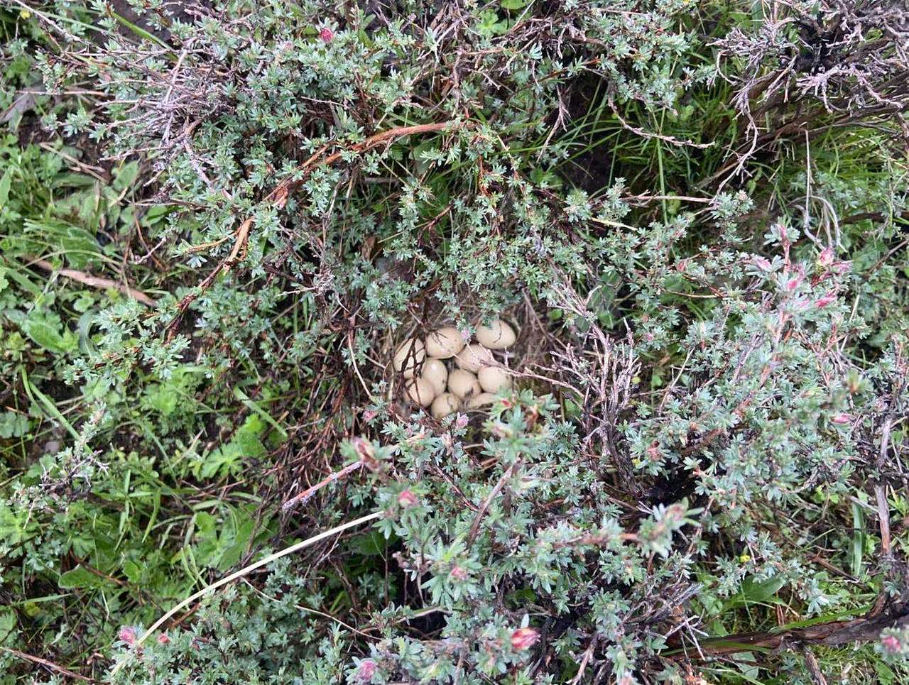 圣地西藏风景,雪山,草木,花朵
