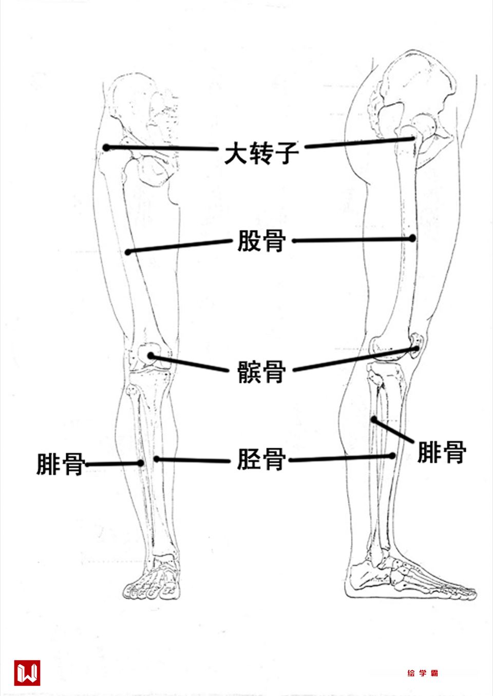 左腿图解结构图图片