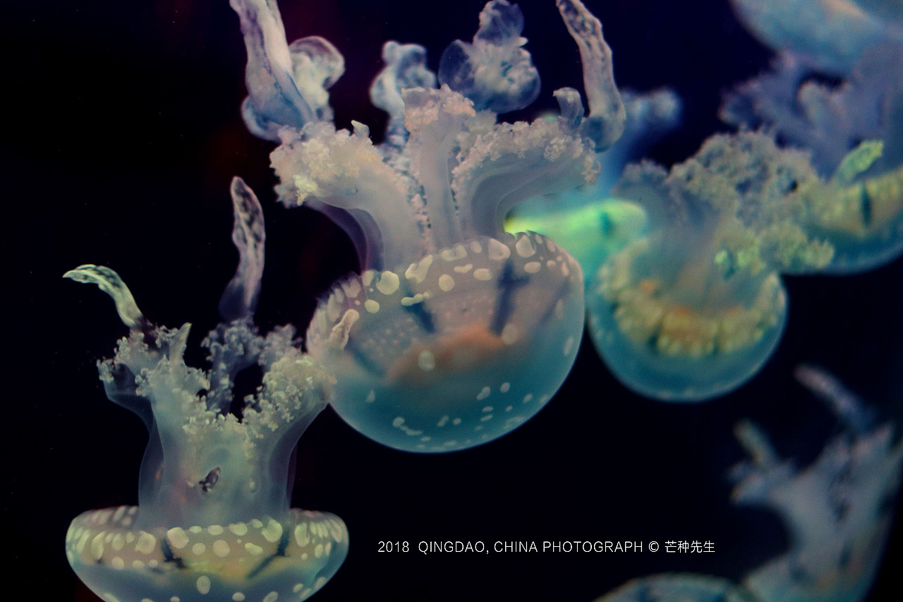 Jellyfish水母，漂亮的海洋精灵！（图ZMTI5Mzk3NzMy） - 风光摄影 - 站酷设计师十一设计原创素材 - 站酷ZCOOL