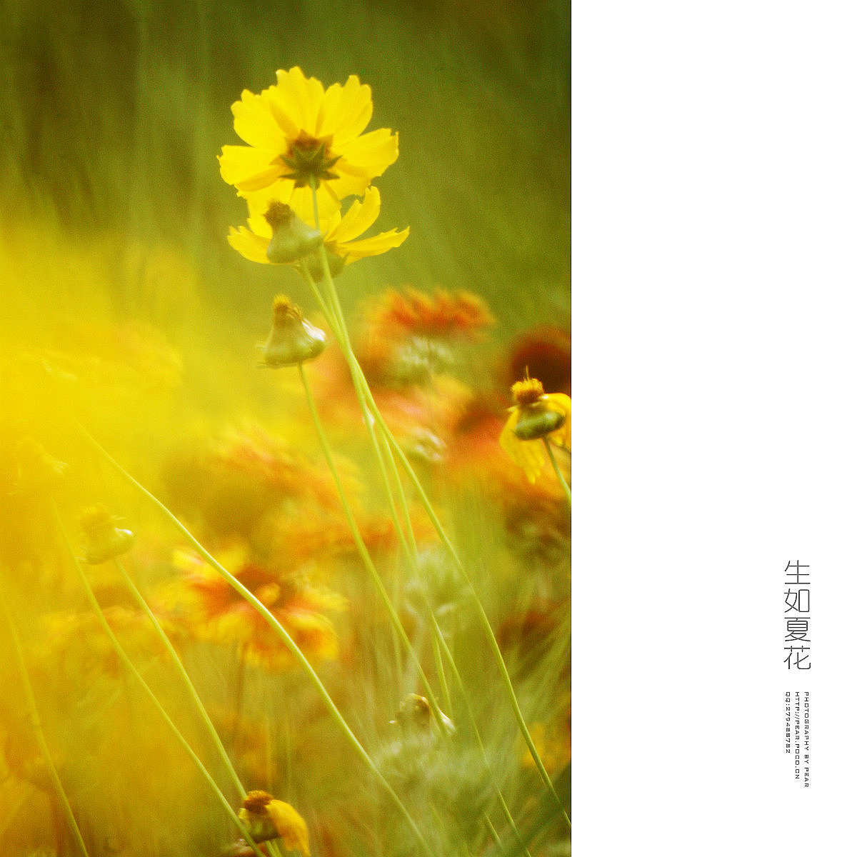 生如夏花（续）（图ZMTY1NTQ2NTI=） - 风光摄影 - 站酷设计师pear1103原创素材 - 站酷ZCOOL