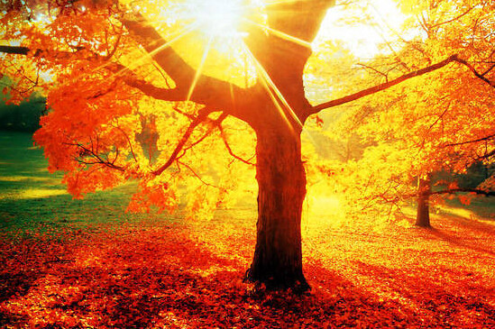 早晨的第一缕阳光称为晨光,清晨是一天中最美丽的时刻,代表着希望的