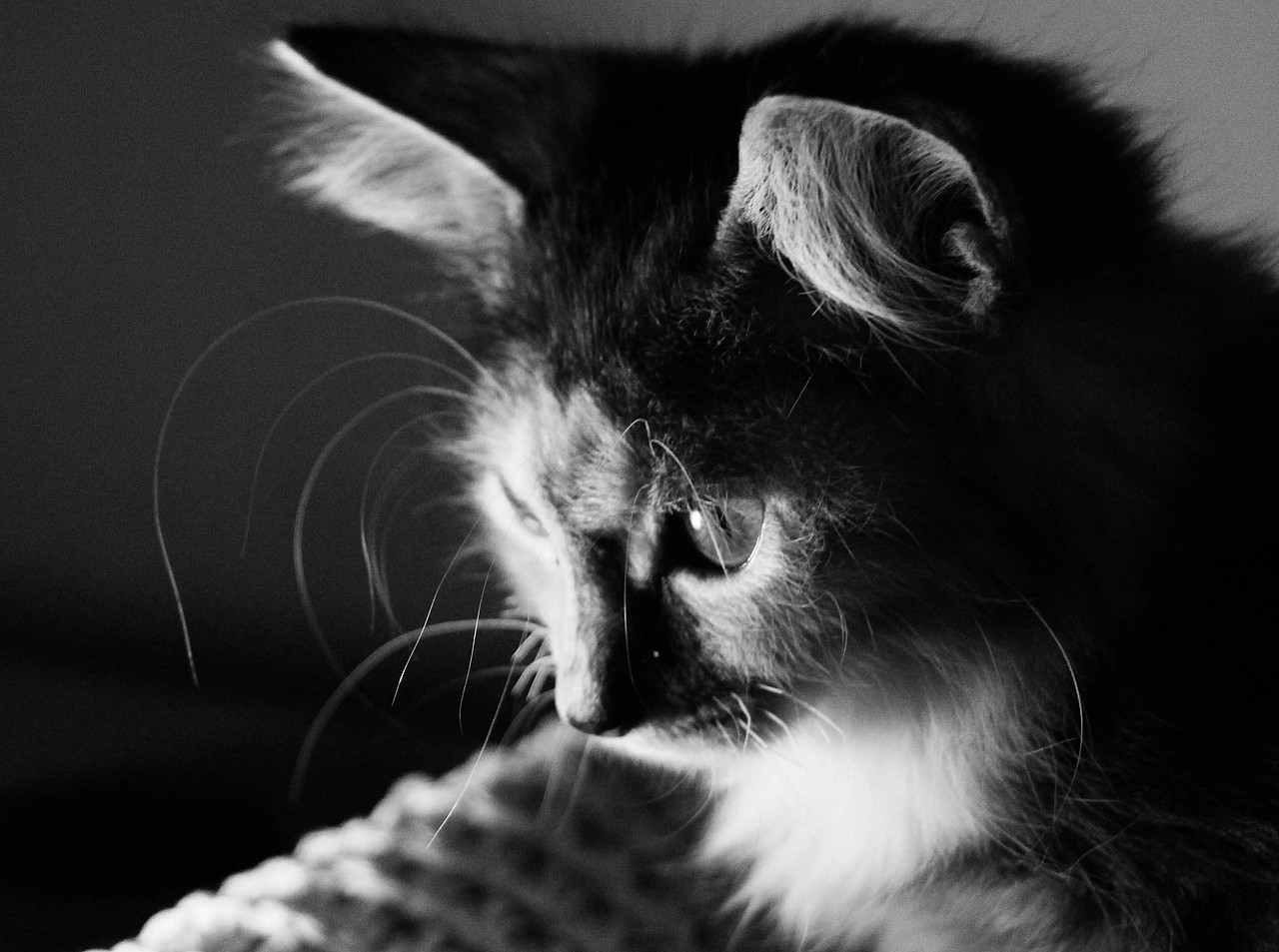 包包的七日留念