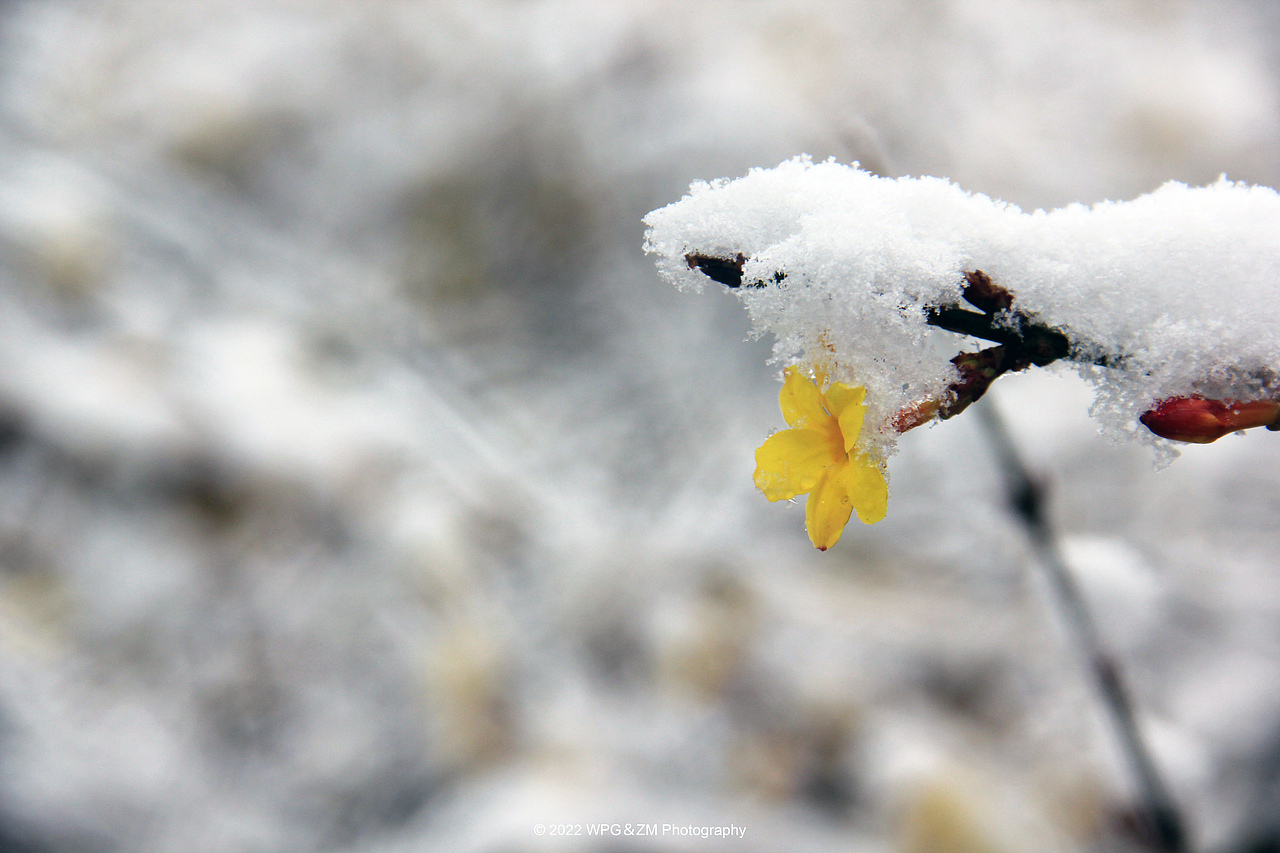 《 瑞雪迎春 》