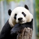 Y鱼蛋蛋的头像
