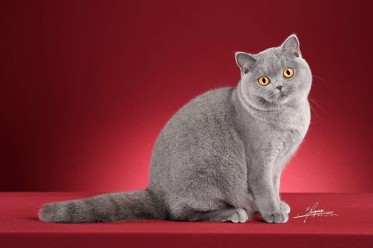 英国短毛猫