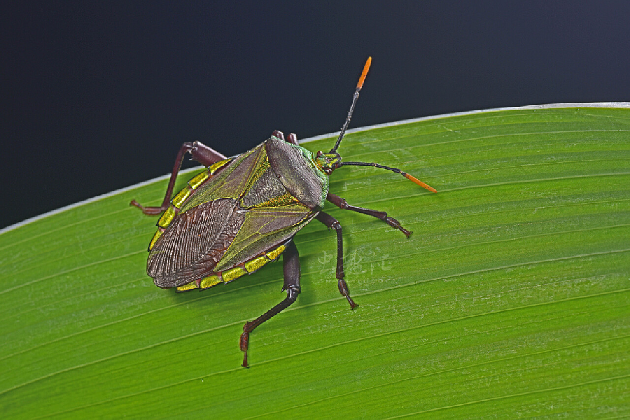 绿色甲壳虫昆虫